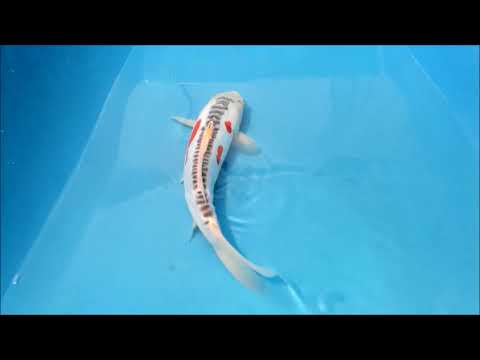 Complete Guide to Shusui Koi (Facts & Pics) - Pond Informer