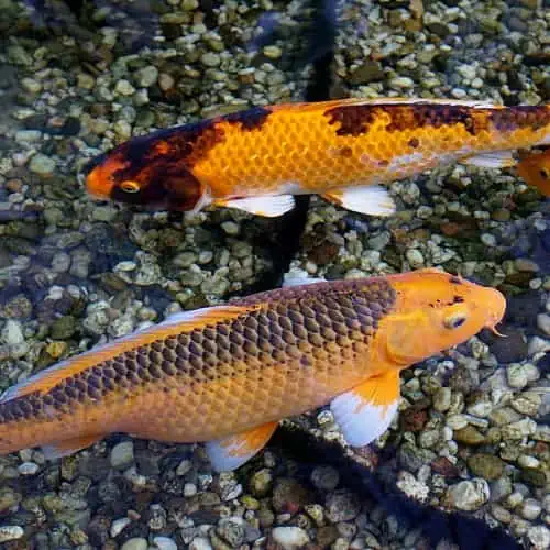 Several koi benefit from a submersible pond pump