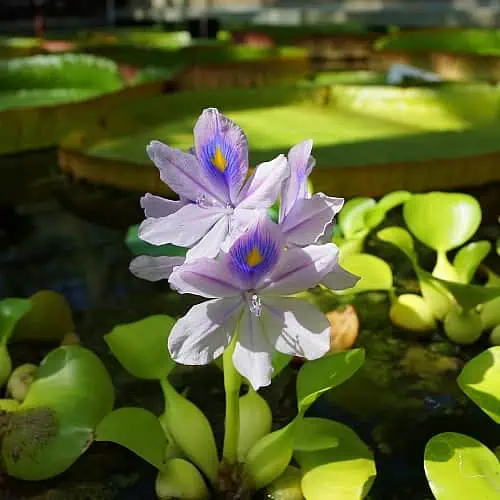 water hyacinth with purple flowers in a pond