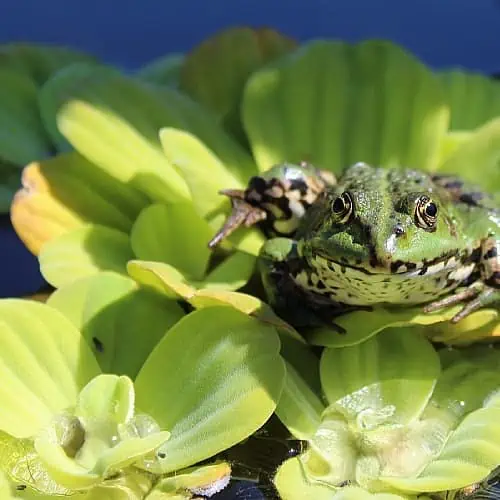 A frog sitting on water lettuce in a pond