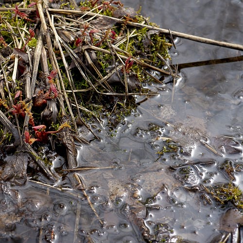 Excess debris and sludge create smelly pond water