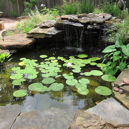 How to Fix Smelly Pond Water (Safe & Easy Treatments) - Pond Informer