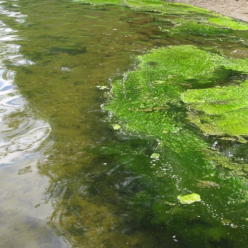Balanced water pH will help minimize algae populations in your pond