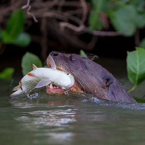 predators can cause pond fish to hide