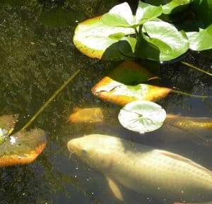 koi stress treatment guide