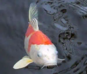 koi hiding
