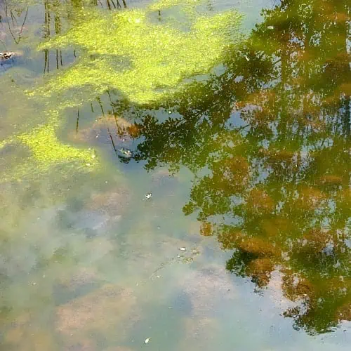 blanket weed algae in ponds