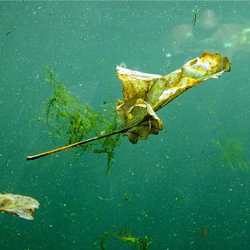 decomposing leaves in a pond