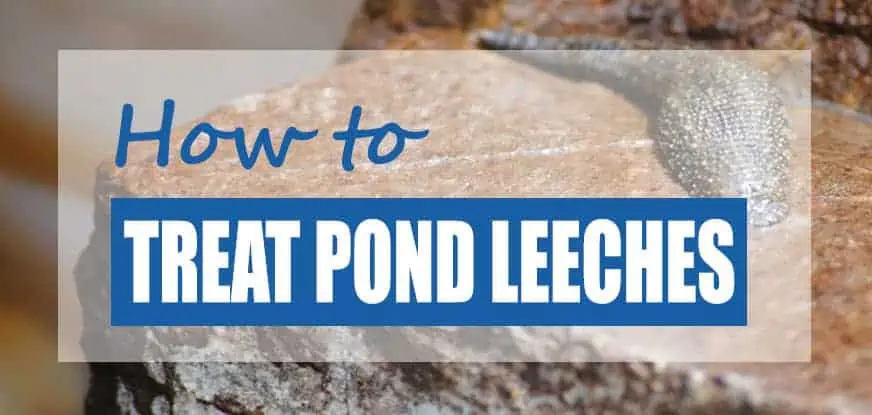 leeches pond ponds rid treatments safe leech treatment quick