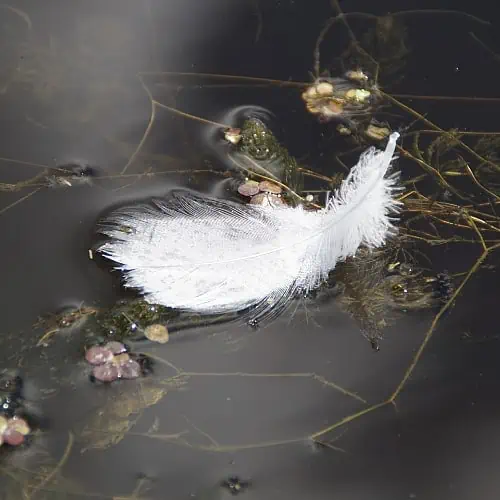 cleaning koi pond spring