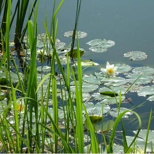 koi spring pond maintenance