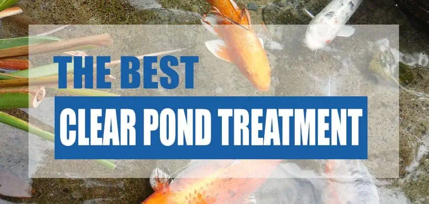 Top Methods for Achieving Crystal Clear Water in Your Pond: The Best ...