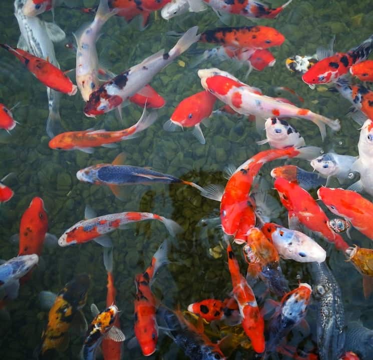 Guide to Koi Pond Water Changes (Fish Safe Tips) - Pond ...