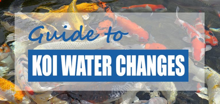 View of Guide to Koi Pond Water Changes (Fish Safe Tips) - Pond Informer