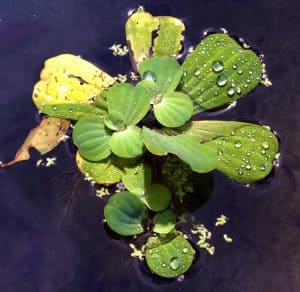 snails eat algae and plants