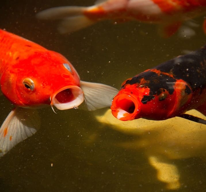 Guide to Pond Fish That Eat Mosquito Larvae (Top Fish Species) Pond