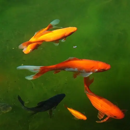 will koi goldfish eat algae in ponds