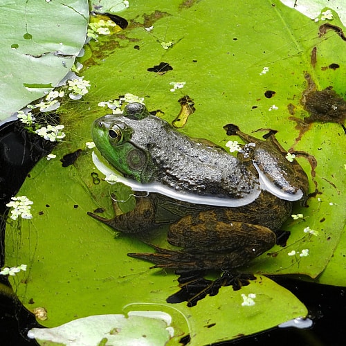frogs eat bloodworms in ponds