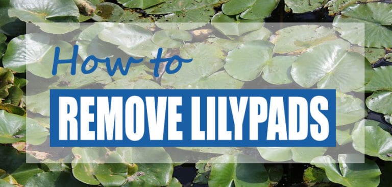 Inspiring How To Get Rid Of Lily Pads Gallery