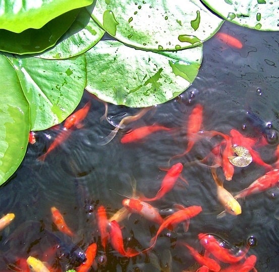 The Best Goldfish Plants For Ponds 2022 (Edible & Inedible) Pond Informer