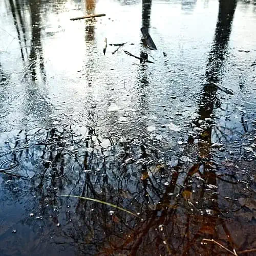 a fish pond starting to freeze over in winter