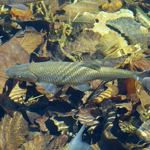 trout and salmon are adapted to winter temperatures