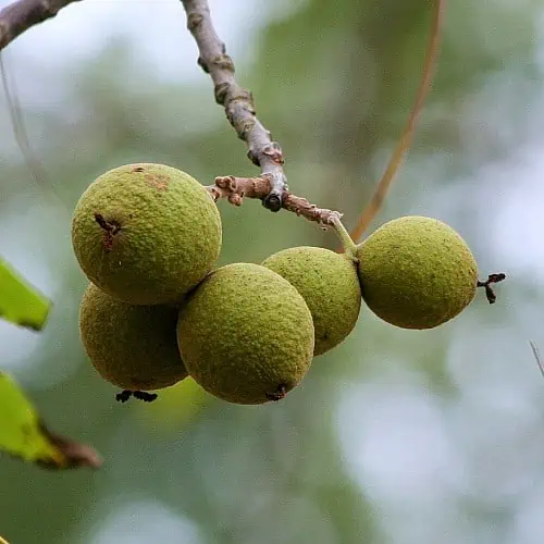 black walnuts toxic fruit