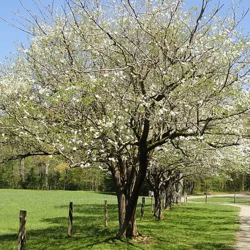 a white flowering dogwood tree in bloom