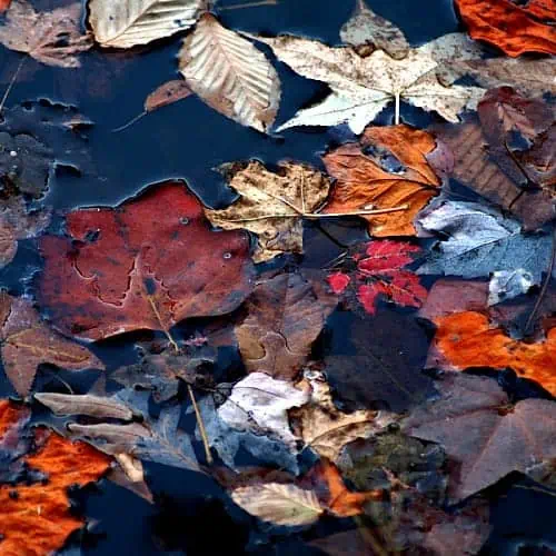 many leaves that have fallen into a pond