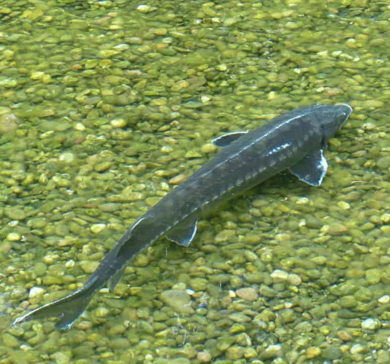 sturgeon pond fish