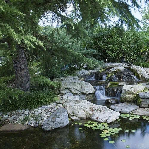 trees around a pond help shade and cycle nutrients