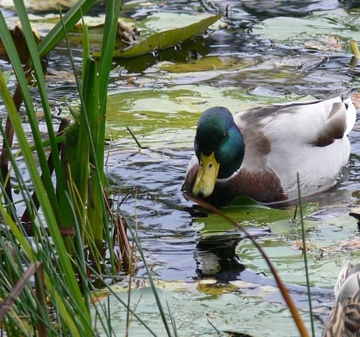 A male mallard duck in a pond with floating and marginal plants