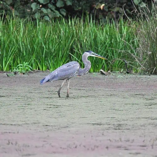 a heron may eat goldfish and koi