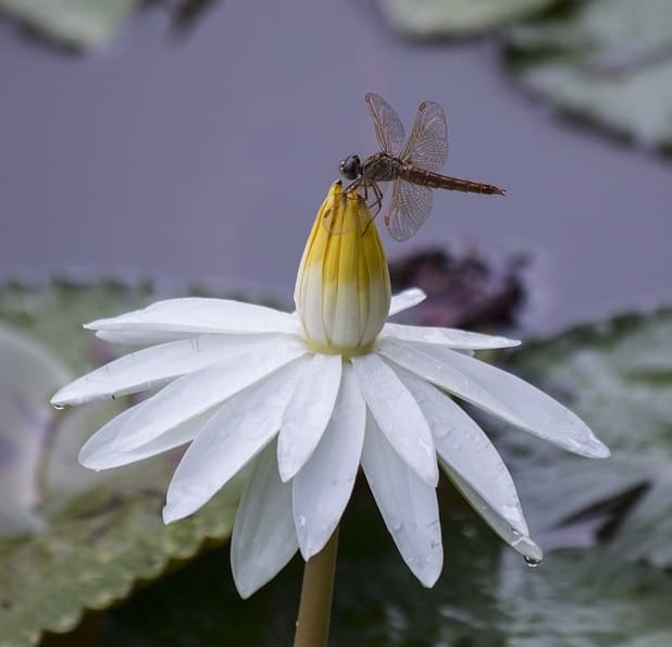 dragonfly visiting a pond is a sign of ecosystem health