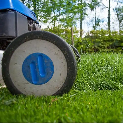 mowing near ponds damages water quality and scares wildlife