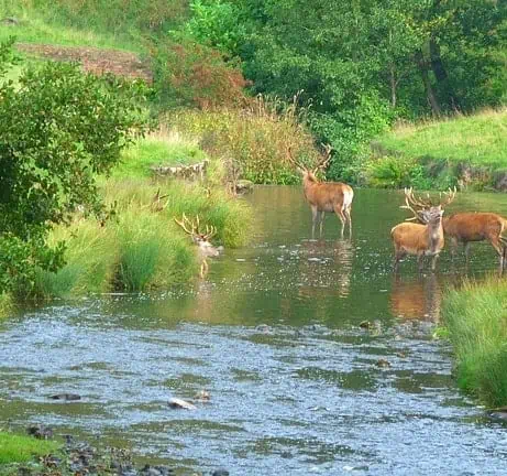 A meadow stream pond with several deer drinking and cooling off