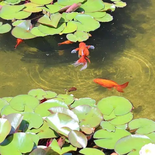 plants provide shelter for koi and goldfish