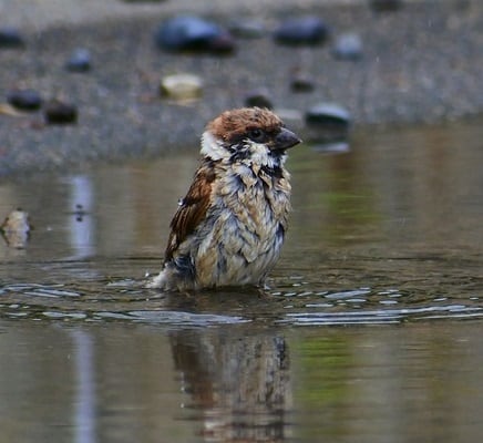 A male house finch bathing in a pond