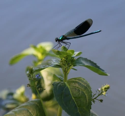 A damselfly by a pond provides food for birds
