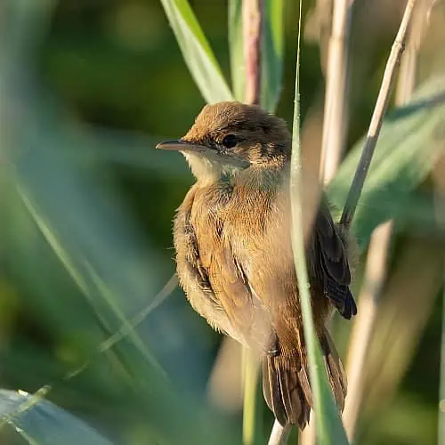 a wren enjoying plants around a pond