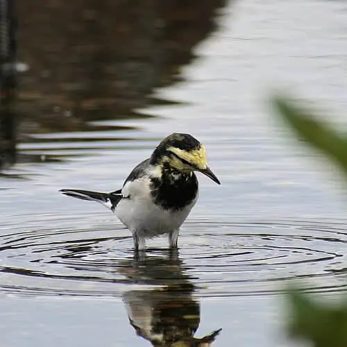 waterfowl benefit from feeding and bathing in a shallow pond