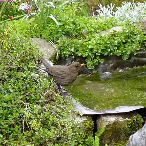 a variety of plants around a pond draw in wildlife