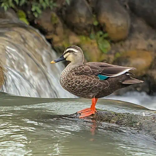 small waterfalls attract wildlife