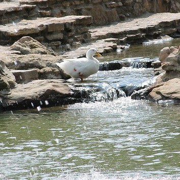 Small waterfalls attract wildlife