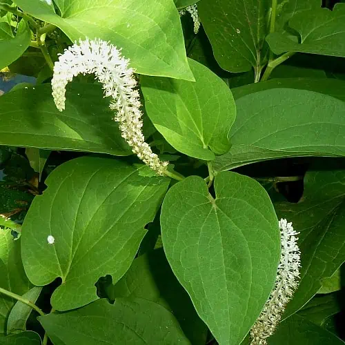 lizard's tail with flowers growing in a pond