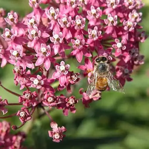 marsh milkweed asclepias incarnata with a bee