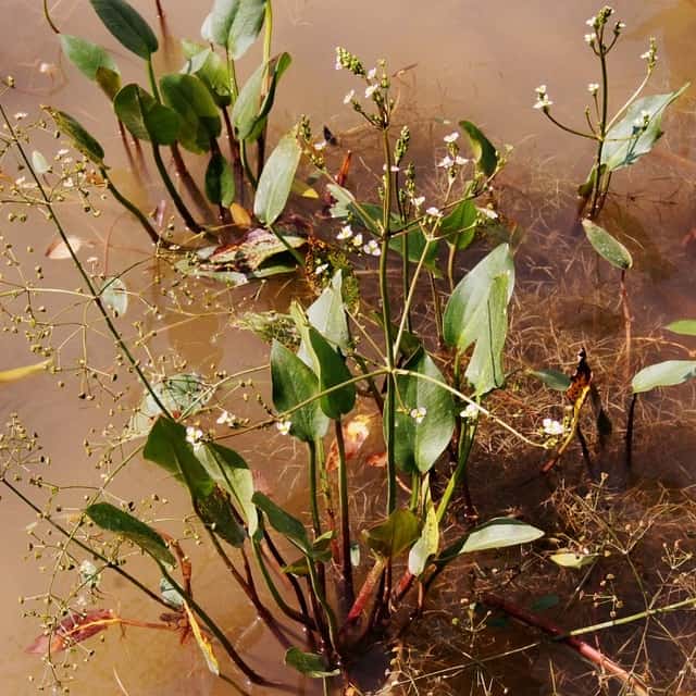 The Best Bog & Marginal Pond Plants (Top Filter Plants) Pond Informer