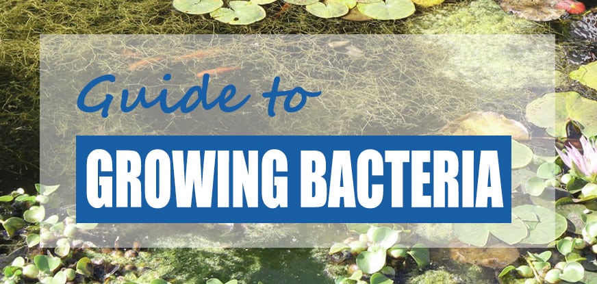 How To Grow Beneficial Bacteria In Ponds Diy Methods 