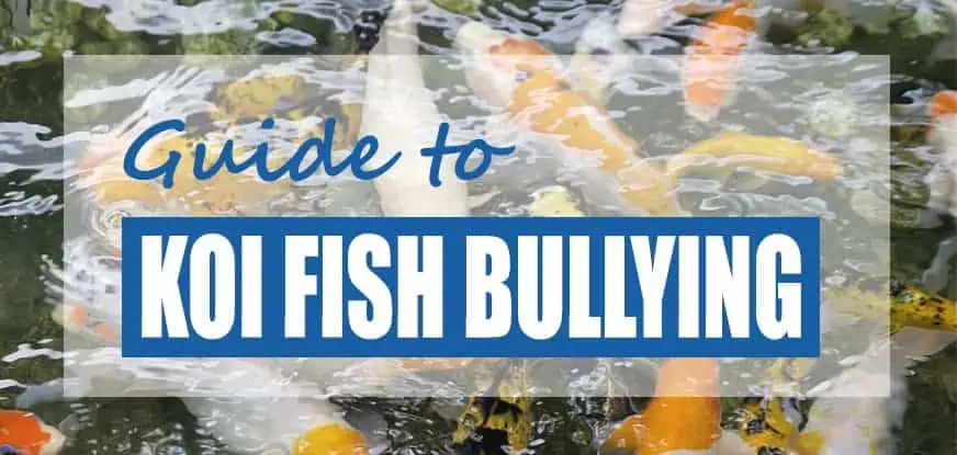 are-koi-aggressive-how-to-stop-koi-fish-bullying-tips-tricks