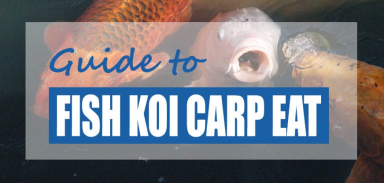 Do Koi Eat Other Fish? List of Fish NOT to Stock with Koi - Pond Informer